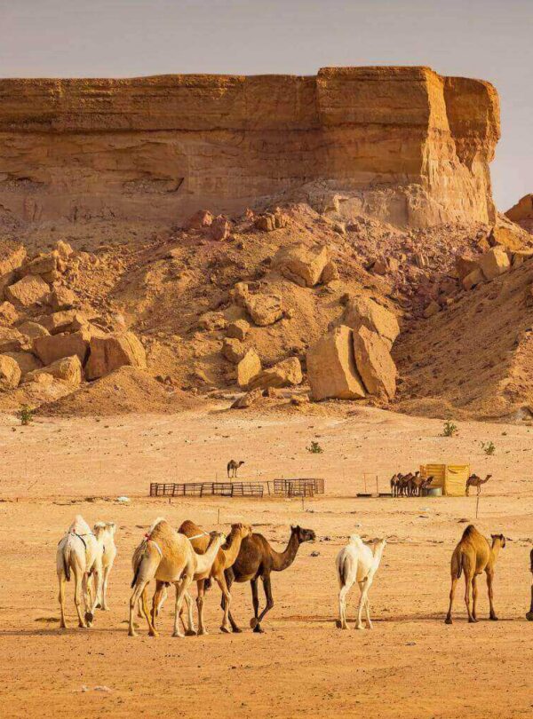 Camel herd near Riyadh camel market Saudi Arabia