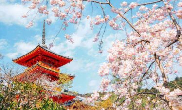 Kiyomizu-dera temple cherry blossoms Kyoto Japan
