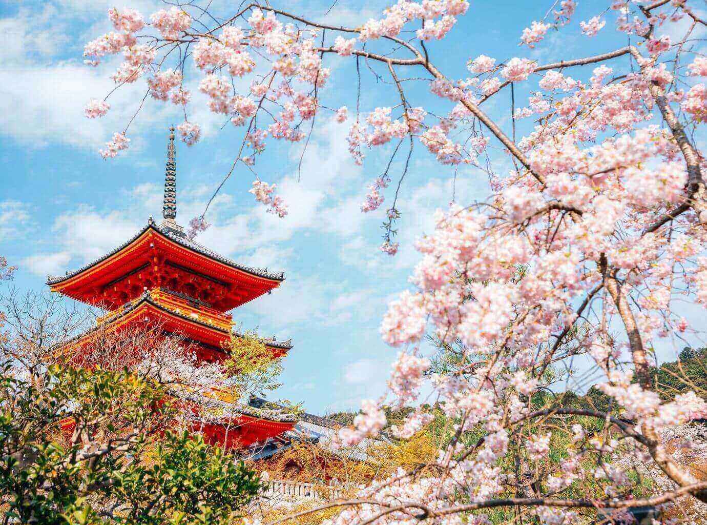 Kiyomizu-dera temple cherry blossoms Kyoto Japan